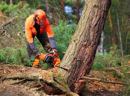 Mulching Services in Somerton, AZ